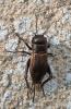 Gryllus campestris
